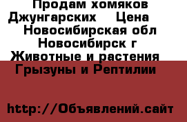 Продам хомяков Джунгарских  › Цена ­ 50 - Новосибирская обл., Новосибирск г. Животные и растения » Грызуны и Рептилии   